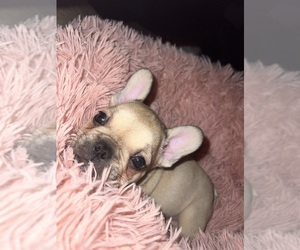 French Bulldog Puppy for Sale in DENISON, Texas USA