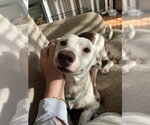 Small #8 Chihuahua Mix