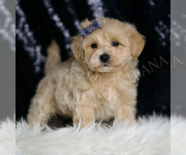 Medium Photo #4 Maltipoo Puppy For Sale in WARSAW, IN, USA