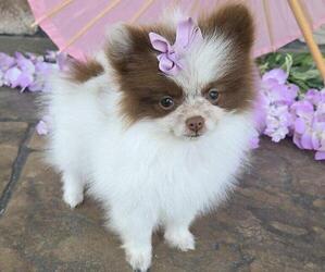 Pomeranian Puppy for sale in ORRVILLE, OH, USA