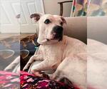 Small #3 American Pit Bull Terrier