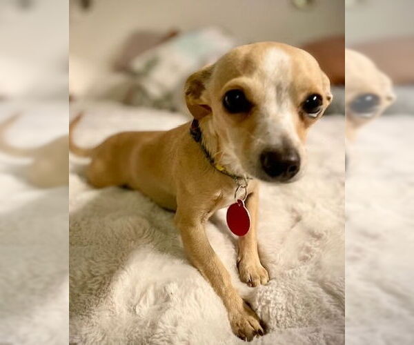 Medium Photo #3 Chihuahua-Unknown Mix Puppy For Sale in Bellevue, WA, USA