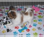Small Photo #2 Papillon Puppy For Sale in ORO VALLEY, AZ, USA