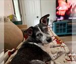 Small #2 Mutt