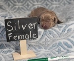 Puppy Puppy 6 Labrador Retriever