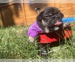 Small #4 French Bulldog