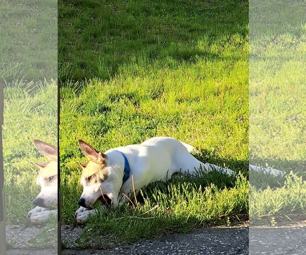 Medium Photo #6 Mutt Puppy For Sale in Woodbury, NY, USA