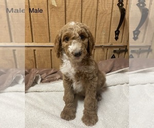 Goldendoodle Puppy for sale in FORT PAYNE, AL, USA