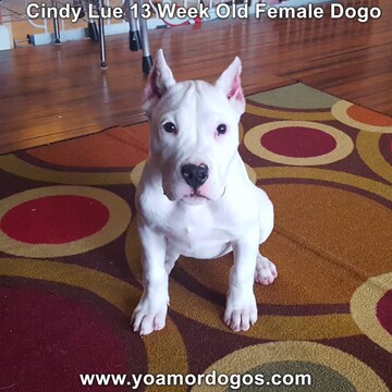 Medium Photo #169 Dogo Argentino Puppy For Sale in PINEVILLE, MO, USA