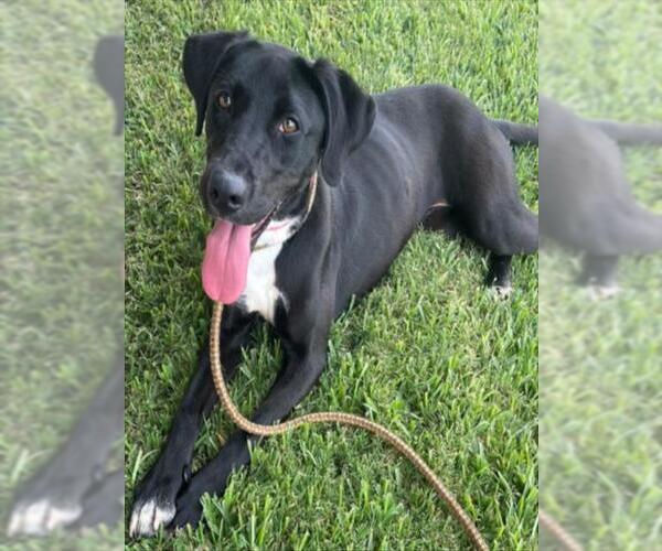 Medium Photo #3 Labrador Retriever-Unknown Mix Puppy For Sale in Texas City, TX, USA