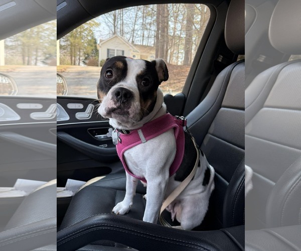 Medium Photo #2 American Bulldog-American Staffordshire Terrier Mix Puppy For Sale in Holly Springs, NC, USA