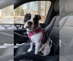 Small #1 American Bulldog-American Staffordshire Terrier Mix