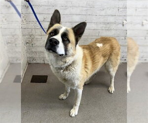 Akita Dogs for adoption in San Bernardino, CA, USA