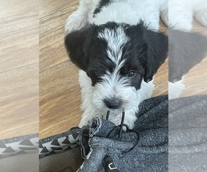 Beagle-Maltipoo Mix Puppy for sale in LOWELL, MI, USA