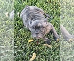 Small Photo #112 French Bulldog Puppy For Sale in COLUMBUS, OH, USA