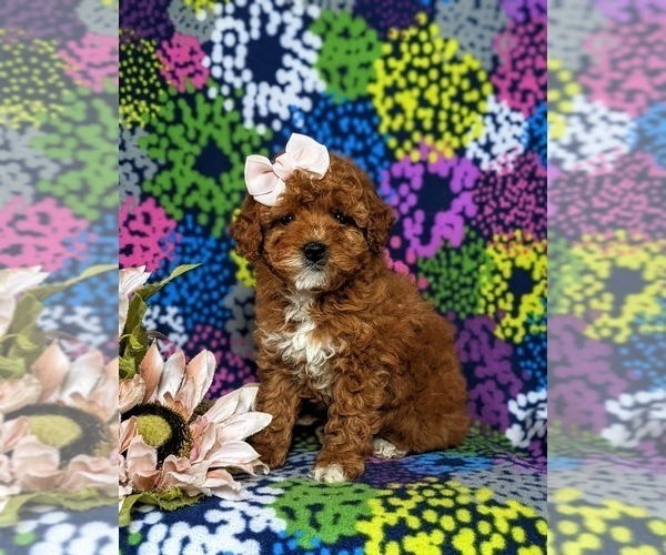 Medium Photo #2 Poodle (Miniature) Puppy For Sale in NEW PROVIDENCE, PA, USA