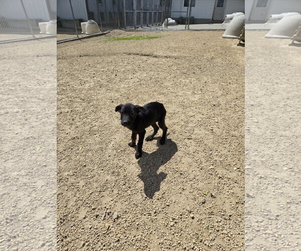 Medium Photo #1 Mutt Puppy For Sale in Maquoketa, IA, USA