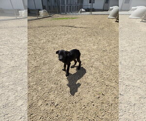 Mutt Dogs for adoption in Maquoketa, IA, USA