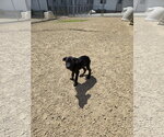 Small Mutt