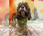 Small Photo #2 Cocker Spaniel Puppy For Sale in Arlington, VA, USA