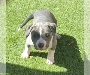 American Pit Bull Terrier Puppy for sale in HENDERSON, NV, USA