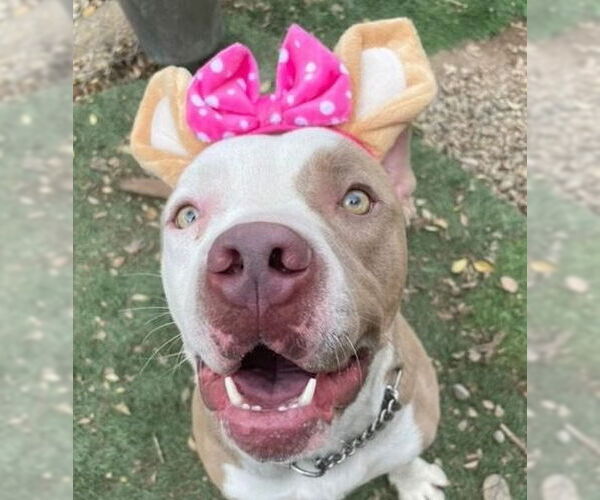 Medium Photo #9 American Staffordshire Terrier-Unknown Mix Puppy For Sale in Lake Forest, CA, USA