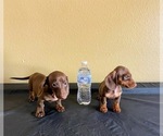 Small Photo #8 Dachshund Puppy For Sale in SANTA CLARITA, CA, USA