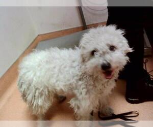 Medium Poodle (Miniature) Mix