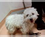 Small Poodle (Miniature) Mix