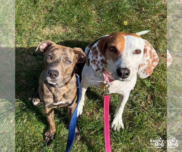 Medium Photo #15 Boxer-Unknown Mix Puppy For Sale in Washington, DC, USA