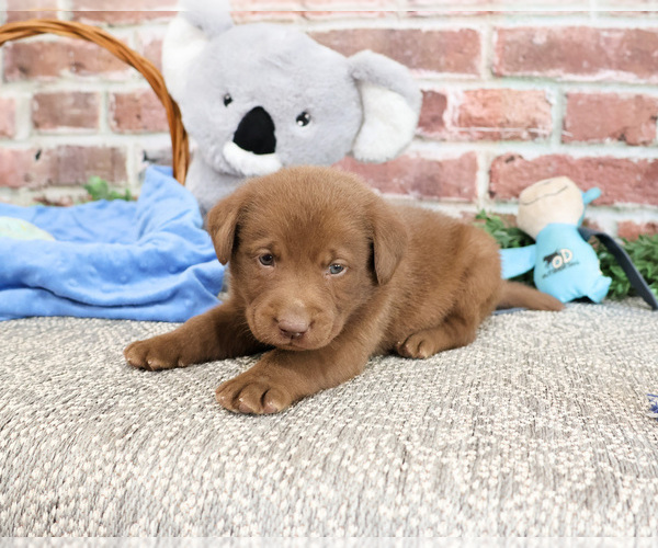 Medium Photo #2 Labrador Retriever Puppy For Sale in SYRACUSE, IN, USA