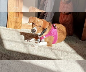 Brooks - Male Jack-A-Bee Dog for Adoption - Photo #5