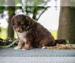 Small Photo #10 Miniature Australian Shepherd Puppy For Sale in CHRISTIANA, PA, USA
