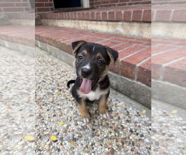 Medium Photo #2 Labrador Retriever-Unknown Mix Puppy For Sale in The Woodlands, TX, USA
