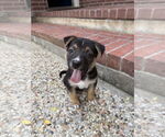 Small #1 Labrador Retriever Mix