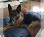 Small #1 German Shepherd Dog