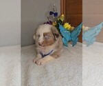 Small #5 Australian Shepherd