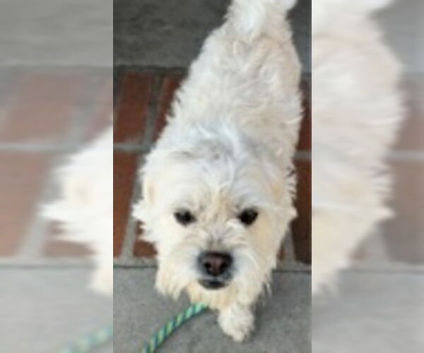 Medium Photo #4 Mal-Shi Puppy For Sale in Ventura, CA, USA