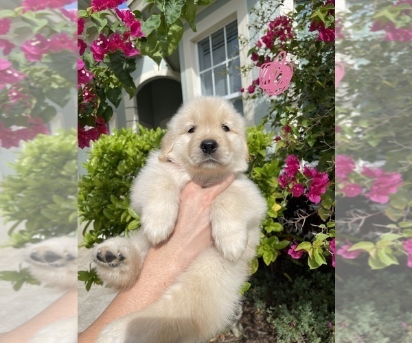 Medium Photo #8 Golden Retriever Puppy For Sale in WEST PALM BEACH, FL, USA