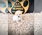 Small #3 Maltipoo (Toy)