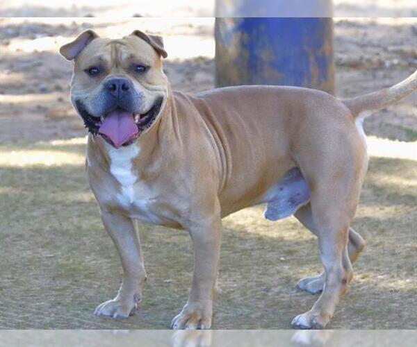 Medium Photo #1 Bullboxer Pit Puppy For Sale in Tallahassee, FL, USA