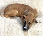Small #6 Boxer Mix