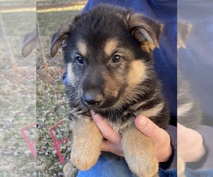 German Shepherd Dog Puppy for sale in MOUNT AIRY, NC, USA
