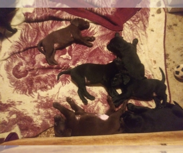 Medium Photo #1 Labrador Retriever Puppy For Sale in INKSTER, MI, USA