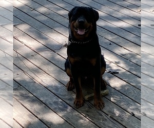 Rottweiler Puppy for sale in DOVER, DE, USA
