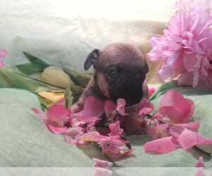 Chihuahua Puppy for sale in DEARBORN HEIGHTS, MI, USA