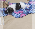 Small Photo #36 Shorkie Tzu-Zuchon Mix Puppy For Sale in COWARD, SC, USA