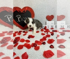 Aussiedoodle Miniature -Scottish Terrier Mix Puppy for Sale in WYANDOTTE, Oklahoma USA