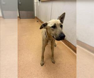 German Shepherd Dog-Mastiff Mix Dogs for adoption in Martinez, CA, USA