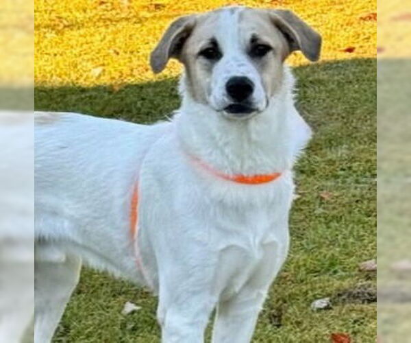 Medium Photo #1 Great Pyrenees-Unknown Mix Puppy For Sale in Canton, CT, USA